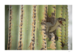 Cactus Raptor