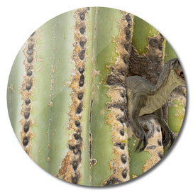 Cactus Raptor
