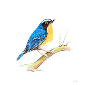 Bird: Robin