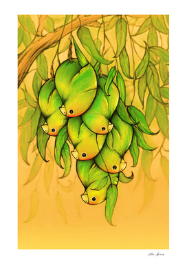 pericos mangos
