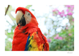 Mister Parrot