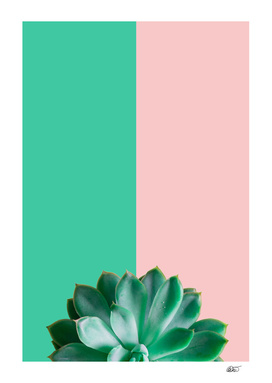 Turquoise  and Rose Succulent