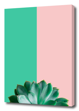 Turquoise  and Rose Succulent
