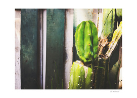 green cactus with green and white wood wall background