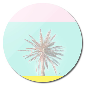 Candy Pastel Palm -Disk