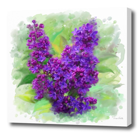 Watercolor Lilac