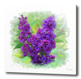 Watercolor Lilac