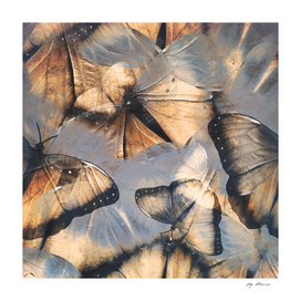 Abstract Butterflies