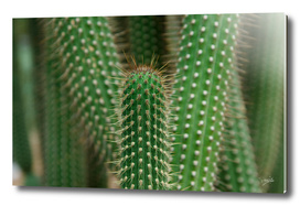 Cactus 02