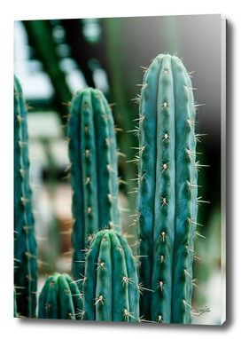 Cactus 03