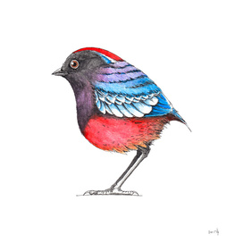 Bird: Garnet Pitta