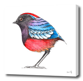 Bird: Garnet Pitta