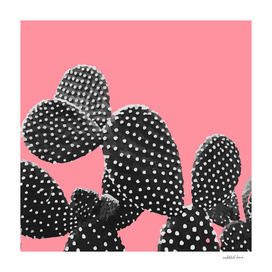 Cacti Plant