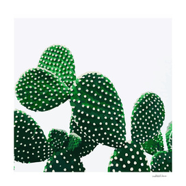 Cacti Plant (original)