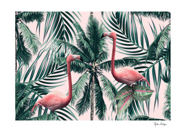 Flamingo tropics