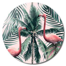Flamingo tropics