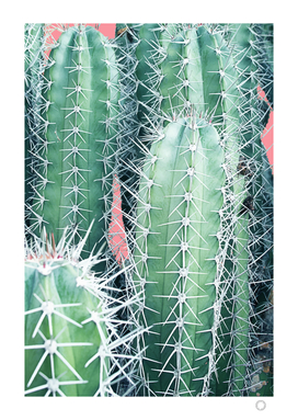 Cactus Up Close