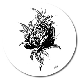 Flower Paeonia 2
