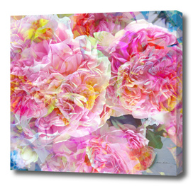 Airy Multicolor Rose Blossoms