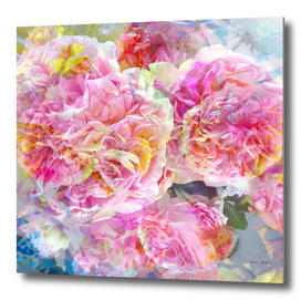 Airy Multicolor Rose Blossoms