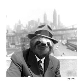 Sloth in New York