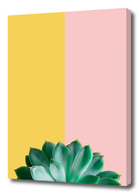 Two Tone Succulent