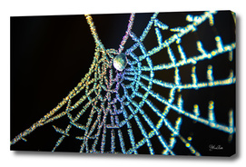 Colourful spiderweb