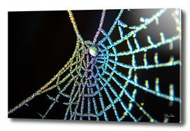 Colourful spiderweb