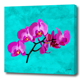 Orchid, pink