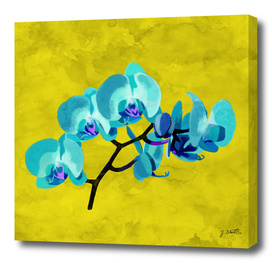 Orchid blue