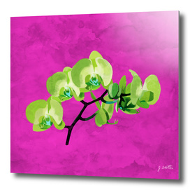 Orchid, green