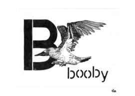 Booby