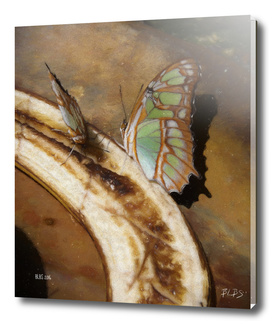 Butterfly Breakfast