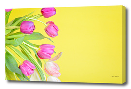 View to the multicolored tulips over yellow paper