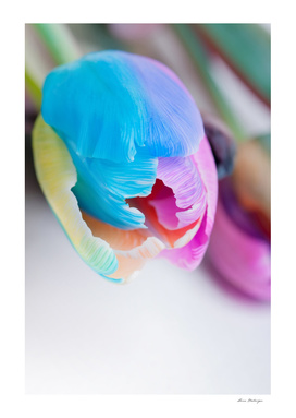 Vertical shoot of unusual multi colored tulip