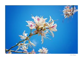White flowers with pink over blue background