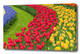 Flower beds of multicolored tulips