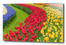 Flower beds of multicolored tulips