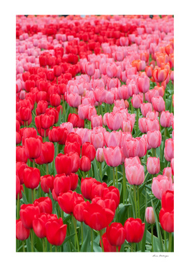 Flower beds of red and pink tulips