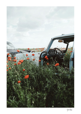 Old car in poppy field