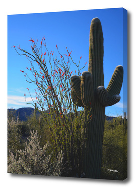 Saguaro Desert Cactus