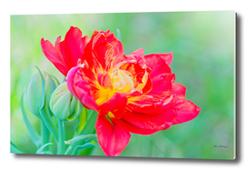 Unusual macro tulip over green background