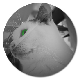 Green eyed cat