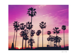 Sunset Palms Purple Tropical Sky