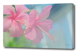 Tender macro shoot of pink hibiscus flowers