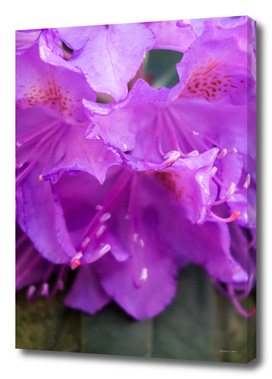 Purple Azaleas