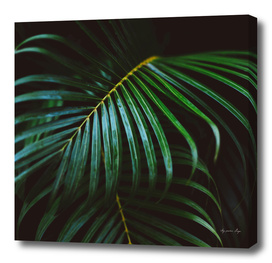 Green Tropical Palm Leaf