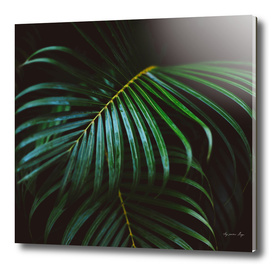 Green Tropical Palm Leaf