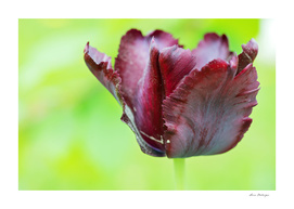 Gorgeous dark macro tulip over green background