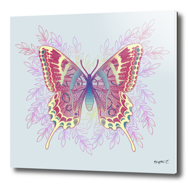 Beautiful Butterfly Unique Design